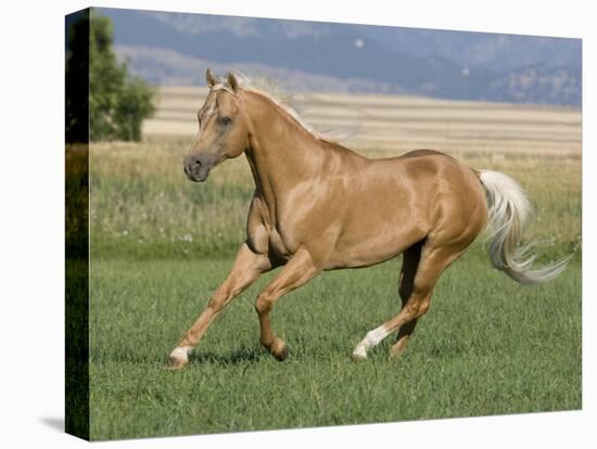 Palomino Stallion Running in Field, Longmont, Colorado, USA-Carol Walker-Premier Image Canvas