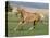 Palomino Stallion Running in Field, Longmont, Colorado, USA-Carol Walker-Premier Image Canvas