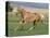 Palomino Stallion Running in Field, Longmont, Colorado, USA-Carol Walker-Premier Image Canvas