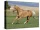 Palomino Stallion Running in Field, Longmont, Colorado, USA-Carol Walker-Premier Image Canvas