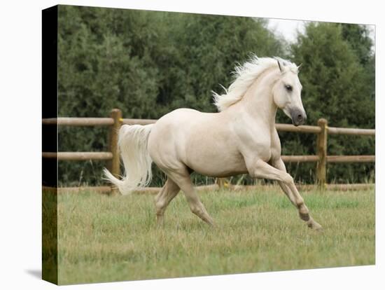 Palomino Welsh Pony Stallion Galloping in Paddock, Fort Collins, Colorado, USA-Carol Walker-Premier Image Canvas
