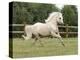 Palomino Welsh Pony Stallion Galloping in Paddock, Fort Collins, Colorado, USA-Carol Walker-Premier Image Canvas