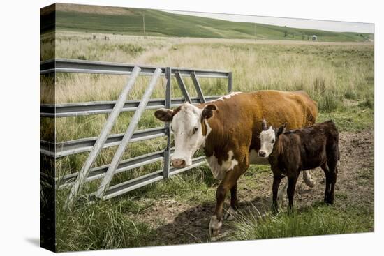 Palouse, Snake River Expedition, Pioneer Stock Farm, Cows at Pasture Gate-Alison Jones-Premier Image Canvas