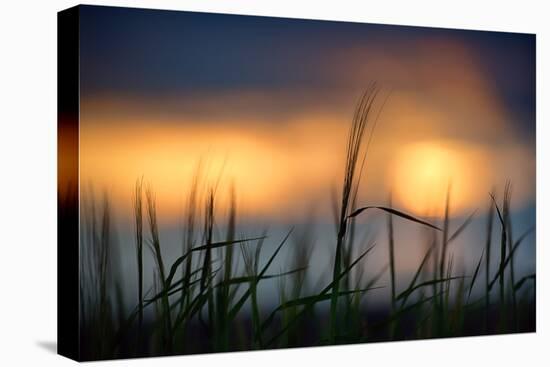 Palouse Sundown-Ursula Abresch-Premier Image Canvas