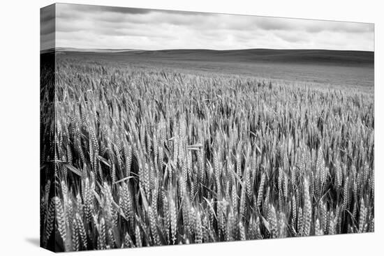 Palouse Wheat Field, Washington-James White-Premier Image Canvas