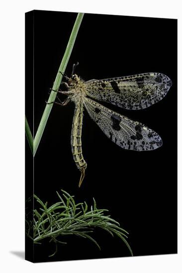 Palpares Libelluloides (Antlion)-Paul Starosta-Premier Image Canvas