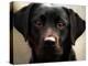 Pam the Guide Dog, January 1998-null-Premier Image Canvas
