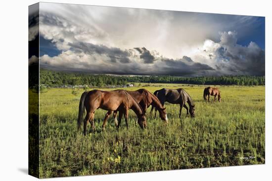 Pammie’s Pasture-Barry Hart-Stretched Canvas