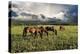 Pammie’s Pasture-Barry Hart-Stretched Canvas