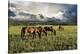 Pammie’s Pasture-Barry Hart-Stretched Canvas