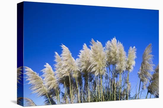 Pampas grass, Cannon Beach, Oregon, USA-Panoramic Images-Premier Image Canvas
