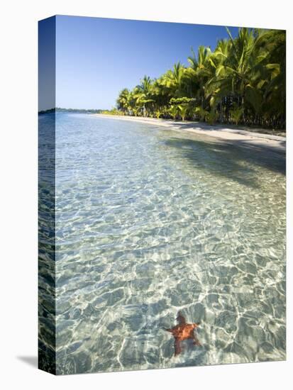 Panama, Bocas Del Toro Province, Colon Island Star Beach, Star Fish in Sea-Jane Sweeney-Premier Image Canvas