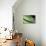 Panama, Central Panama, Barro Colorado Island, Green Parrot Snake-Christian Ziegler-Premier Image Canvas displayed on a wall