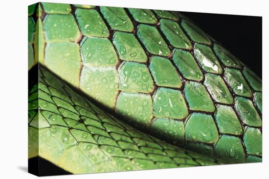 Panama, Central Panama, Barro Colorado Island, Green Parrot Snake-Christian Ziegler-Premier Image Canvas