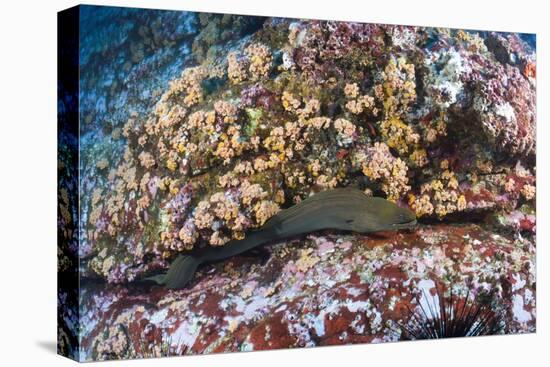 Panamic Green Moray Eel (Gymnothorax Castaneus)-Reinhard Dirscherl-Premier Image Canvas