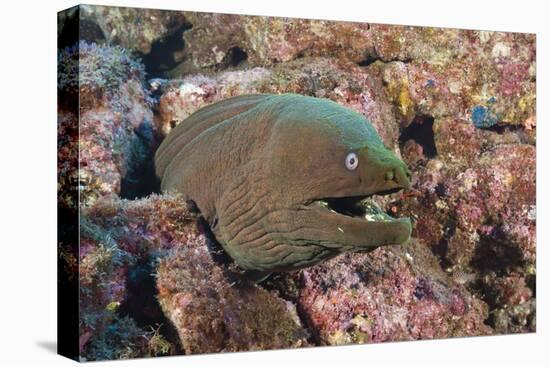 Panamic Green Moray Eel (Gymnothorax Castaneus)-Reinhard Dirscherl-Premier Image Canvas