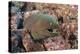 Panamic Green Moray Eel (Gymnothorax Castaneus)-Reinhard Dirscherl-Premier Image Canvas