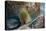 Panamic Green Moray Eel (Gymnothorax Castaneus)-Reinhard Dirscherl-Premier Image Canvas