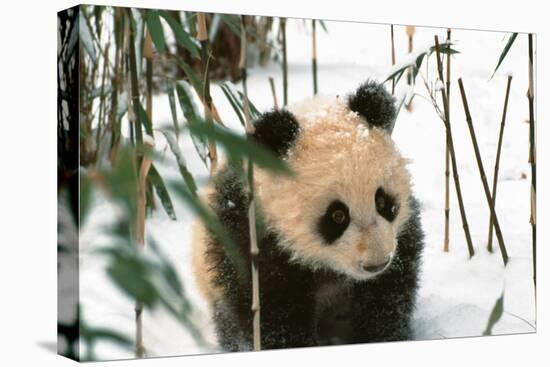 Panda Cub on Snow, Wolong, Sichuan, China-Keren Su-Premier Image Canvas