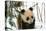 Panda Cub on Snow, Wolong, Sichuan, China-Keren Su-Premier Image Canvas