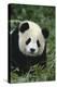 Panda in Grass-DLILLC-Premier Image Canvas