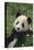 Panda in Grass-DLILLC-Premier Image Canvas