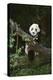 Panda on Fallen Tree-DLILLC-Premier Image Canvas