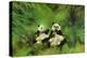 Pandas, 1998-Odile Kidd-Premier Image Canvas