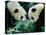 Pandas Eating Bamboo, Wolong, Sichuan, China-Keren Su-Premier Image Canvas