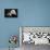 Pandas-Alessandro Catta-Premier Image Canvas displayed on a wall