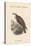 Pandion Haliataetus - Osprey - Sea Hawk - Fish Eagle-John Gould-Stretched Canvas