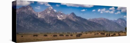 Panorama. Buffalo Herd with Grand Teton Mountains behind. Grand Teton National Park, Wyoming.-Tom Norring-Premier Image Canvas