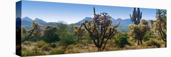 Panorama of Arizona's Desert Cactus.-Anna Miller-Premier Image Canvas