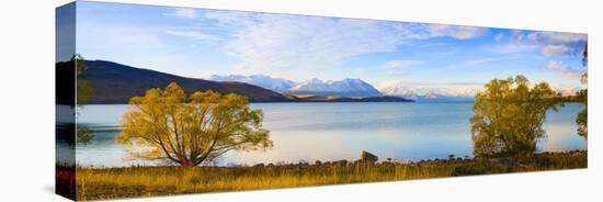 Panorama of Autumn Trees at Lake Tekapo, Canterbury, Southern Lakes, South Island, New Zealand-Matthew Williams-Ellis-Premier Image Canvas