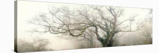 panoramic octopus ghost oak-Phillipe Manguin-Premier Image Canvas