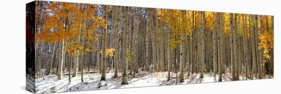 Panoramic View of Aspen Trees in Winter Time-SNEHITDESIGN-Premier Image Canvas