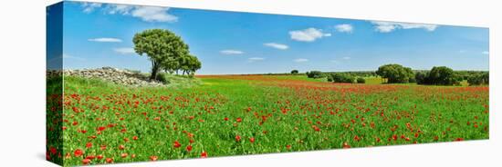 Panoramic view of poppy flowers field, Cuenca, Castilla-La Mancha, Spain-null-Premier Image Canvas