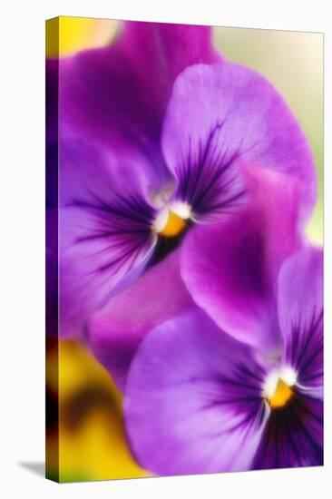 Pansies (Viola X Wittrockiana)-Maria Mosolova-Premier Image Canvas