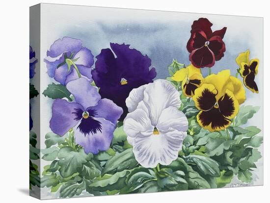 Pansies-Christopher Ryland-Premier Image Canvas