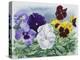 Pansies-Christopher Ryland-Premier Image Canvas