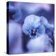 Pansy of March-Philippe Sainte-Laudy-Premier Image Canvas