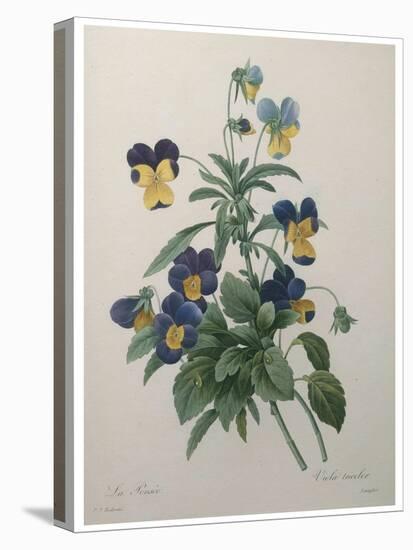 Pansy-Pierre-Joseph Redoute-Stretched Canvas