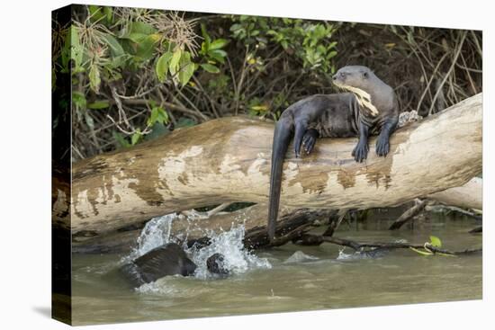 Pantanal, Mato Grosso, Brazil. Giant river otter reclining on a log-Janet Horton-Premier Image Canvas
