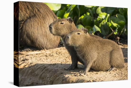Pantanal, Mato Grosso, Brazil. Portrait of two young Capybaras sitting along the riverbank-Janet Horton-Premier Image Canvas