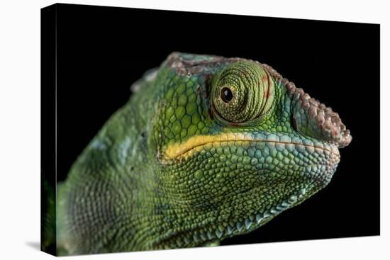 Panther Chameleon (Furcifer Pardalis), captive, Madagascar, Africa-Janette Hill-Premier Image Canvas