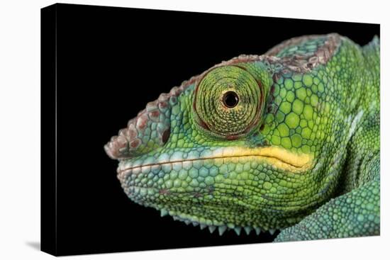 Panther Chameleon (Furcifer Pardalis), captive, Madagascar, Africa-Janette Hill-Premier Image Canvas