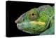 Panther Chameleon (Furcifer Pardalis), captive, Madagascar, Africa-Janette Hill-Premier Image Canvas