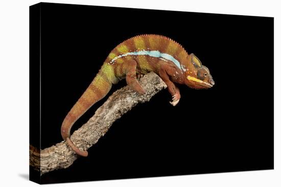 Panther Chameleon (Furcifer Pardalis), captive, Madagascar, Africa-Janette Hill-Premier Image Canvas