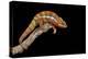 Panther Chameleon (Furcifer Pardalis), captive, Madagascar, Africa-Janette Hill-Premier Image Canvas