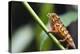 Panther chameleon (Furcifer pardalis), Ivoloina Zoological Park, Tamatave, Madagascar, Africa-Christian Kober-Premier Image Canvas